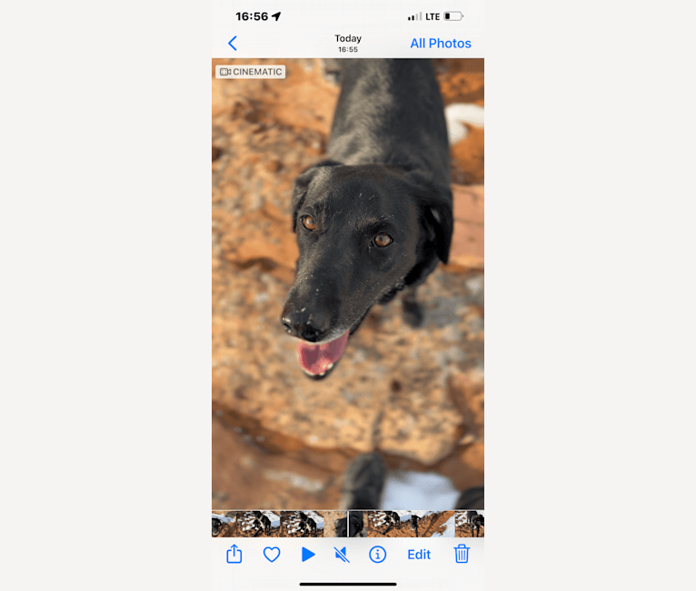 Bonnie, a Labrador Retriever and Border Collie mix tested with EmbarkVet.com