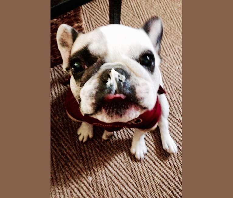 Sasha, a French Bulldog tested with EmbarkVet.com