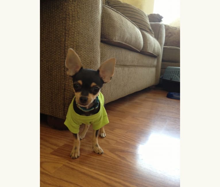 Coqui, a Chihuahua and Yorkshire Terrier mix tested with EmbarkVet.com