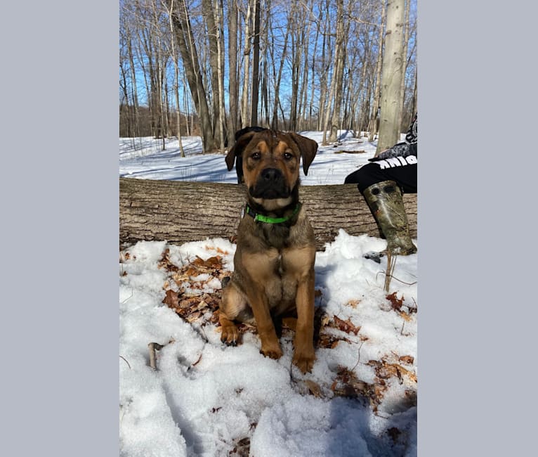 Lenny, a Rottweiler and American Pit Bull Terrier mix tested with EmbarkVet.com