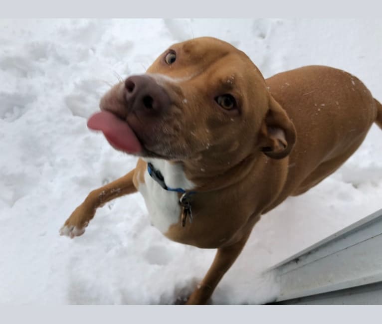 Photo of Rudolph (Rudy), an American Pit Bull Terrier, Boxer, and Mixed mix in Indianapolis, Indiana, USA