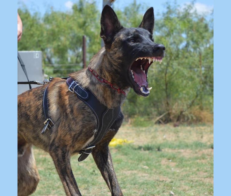 Embark Dog Dna Test Breed