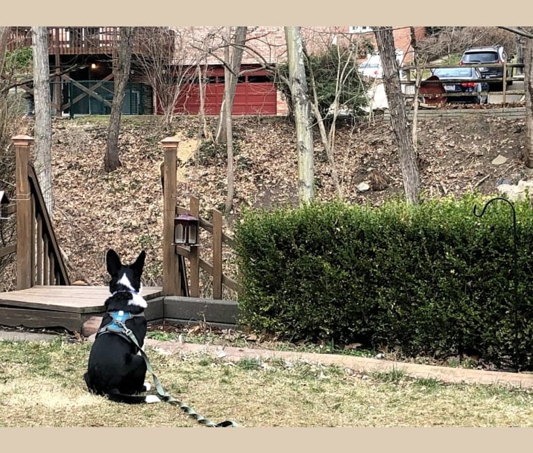 Photo of Newt, an Australian Cattle Dog, Border Collie, Chihuahua, and Beagle mix in Mt Airy, North Carolina, USA