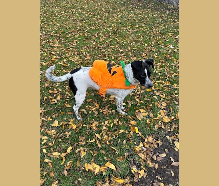 Riley, an Australian Cattle Dog and American Pit Bull Terrier mix tested with EmbarkVet.com