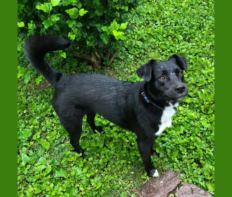 Chanda, an Australian Shepherd and American Staffordshire Terrier mix tested with EmbarkVet.com