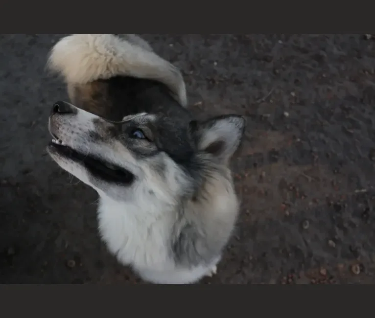 Iroh, a Siberian Husky tested with EmbarkVet.com