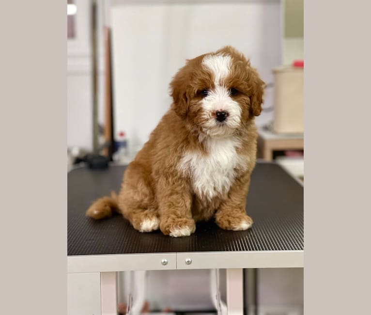 Whiskey, a Bernedoodle tested with EmbarkVet.com