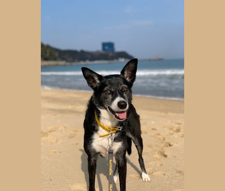 Oreo, a Border Collie and Australian Cattle Dog mix tested with EmbarkVet.com
