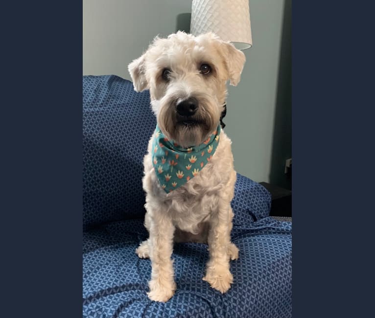 Lily, a Soft Coated Wheaten Terrier tested with EmbarkVet.com