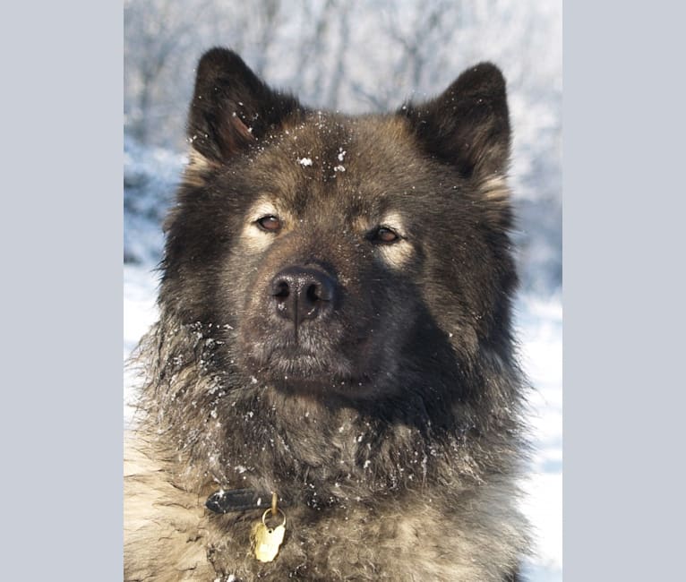 Daisy, an Eurasier tested with EmbarkVet.com