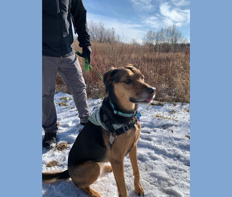 Foxhound shepherd mix best sale