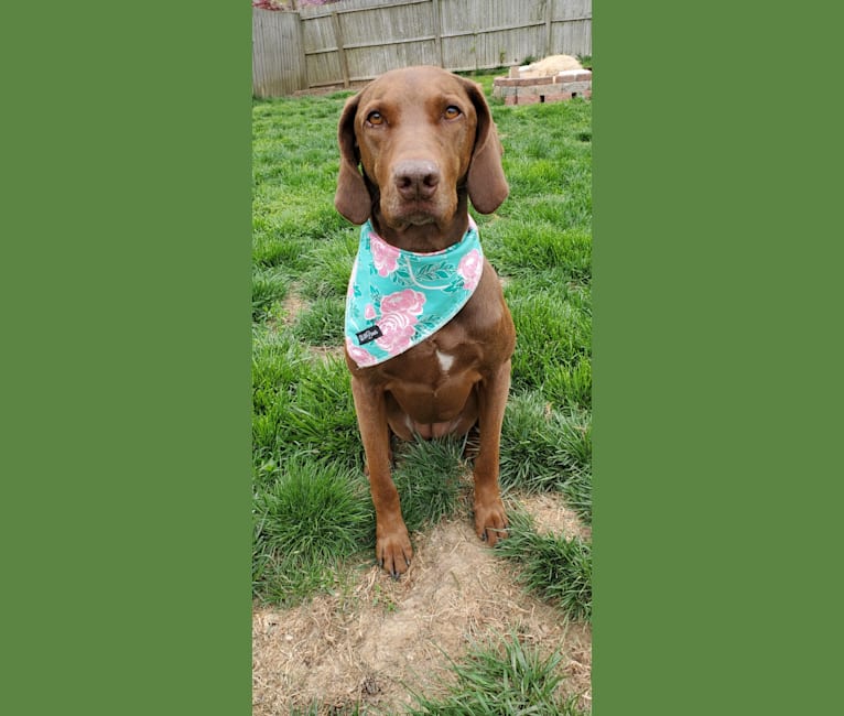 Dakota, a Chesapeake Bay Retriever and German Shorthaired Pointer mix tested with EmbarkVet.com