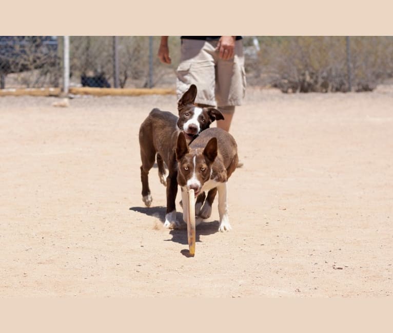 TOP GUN McNAB REBA, a McNab tested with EmbarkVet.com