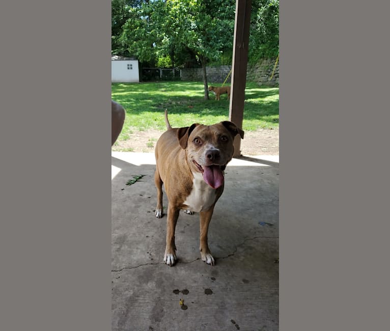 Photo of Buttercup, an American Pit Bull Terrier and Labrador Retriever mix in Wilmington, North Carolina, USA