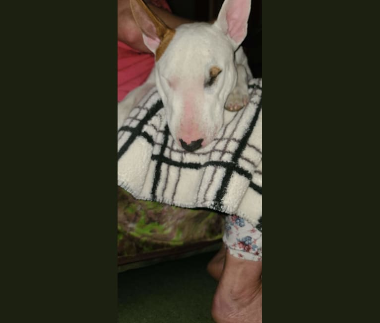 Photo of Turbo, a Miniature Bull Terrier  in Hungary