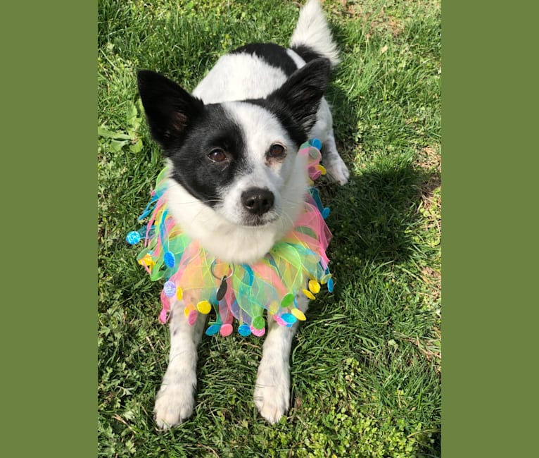 Jak, a Japanese or Korean Village Dog tested with EmbarkVet.com