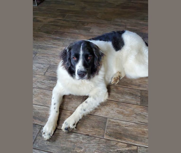 Isabel, a Pyrenean Mastiff tested with EmbarkVet.com