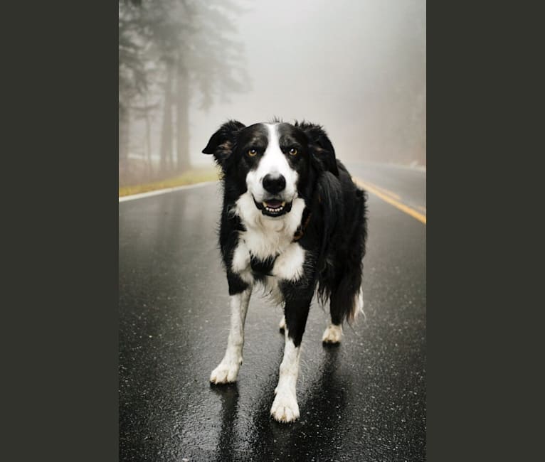 Photo of Jack, a Border Collie 
