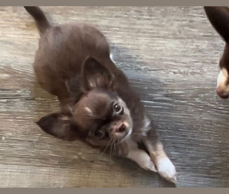 Kiwi, a Chihuahua tested with EmbarkVet.com