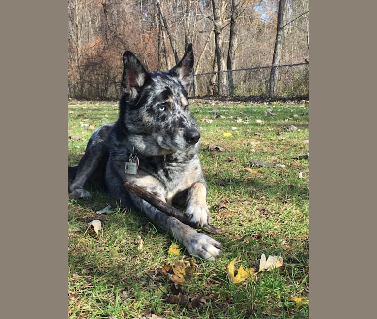 Winkee, a Catahoula Leopard Dog and Siberian Husky mix tested with EmbarkVet.com