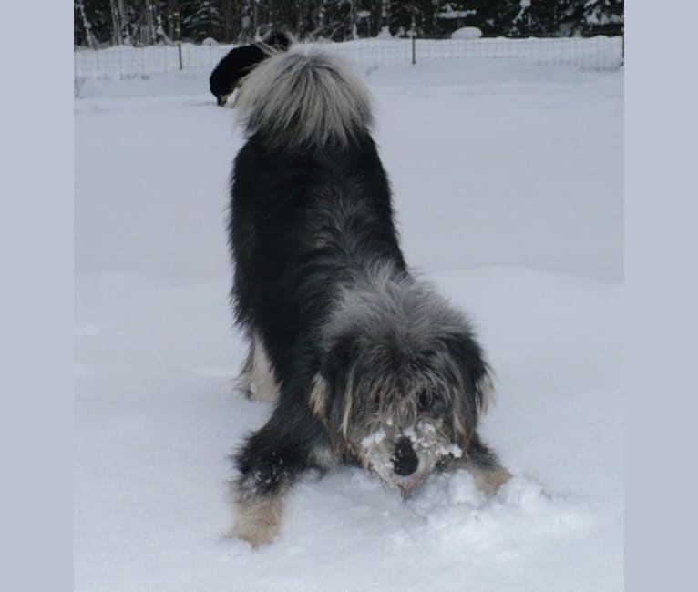 Campari, a Tibetan Mastiff tested with EmbarkVet.com