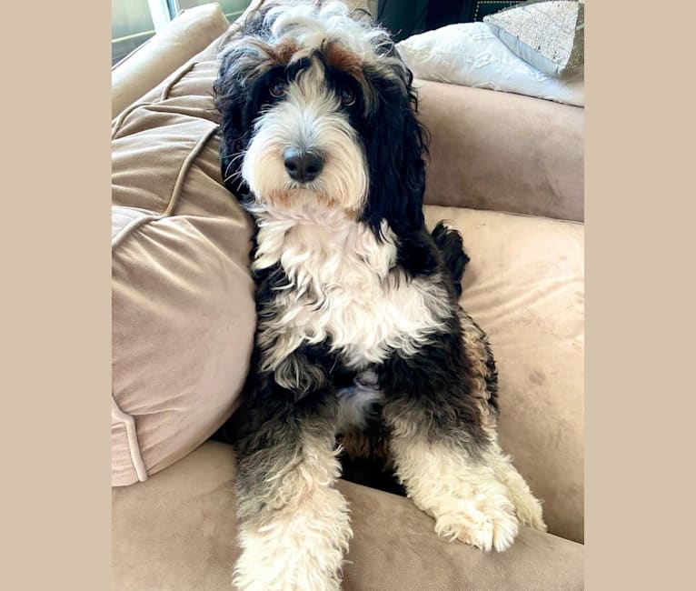 Photo of GUCCY Boy, a Bernedoodle  in Ohio, USA