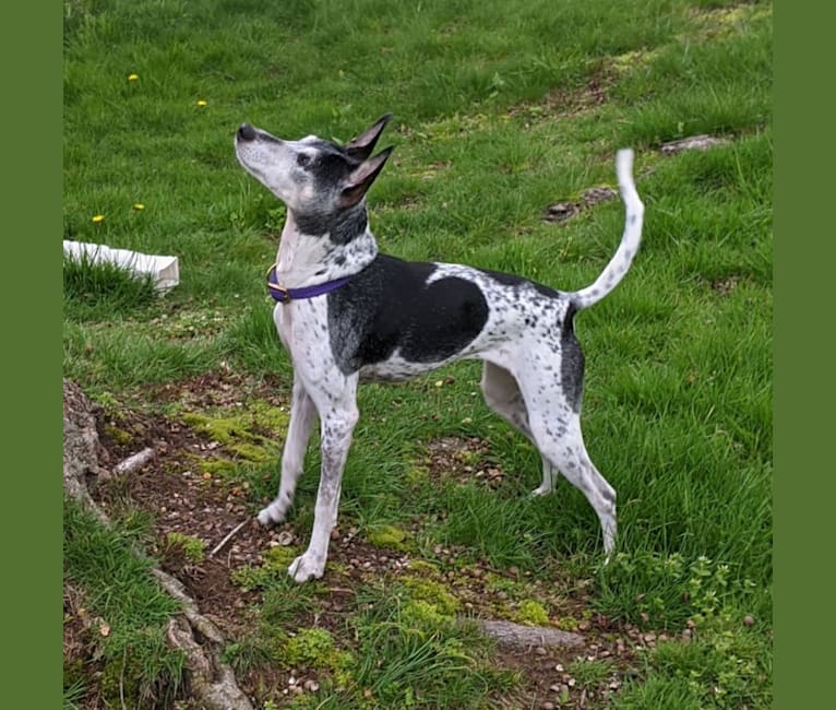 Kayla, a Rat Terrier and Mountain Cur mix tested with EmbarkVet.com