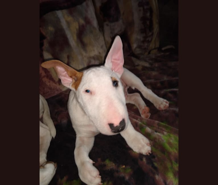 Turbo, a Miniature Bull Terrier tested with EmbarkVet.com