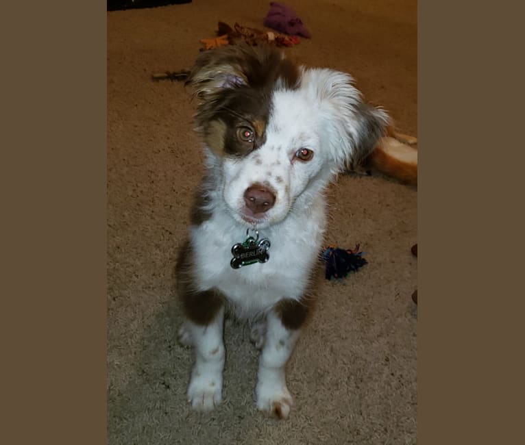 Embark Dog Dna Test Breed