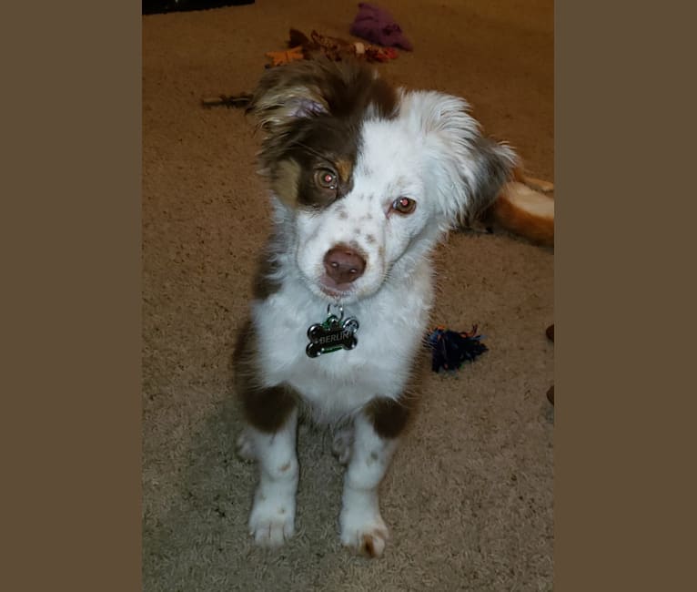 Berlin, an Australian Shepherd tested with EmbarkVet.com