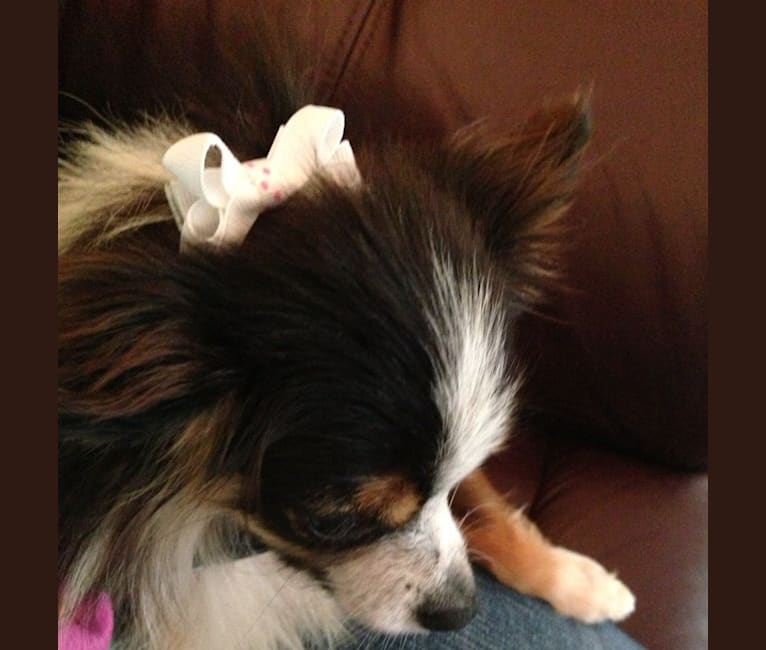 Raven, an Australian Shepherd Group tested with EmbarkVet.com