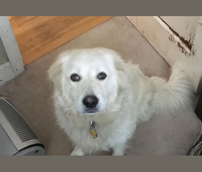 Vanilla, a Great Pyrenees and Border Collie mix tested with EmbarkVet.com
