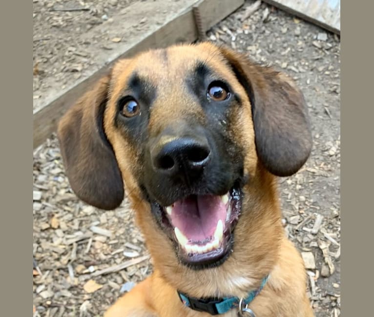 Belgian malinois hound mix clearance