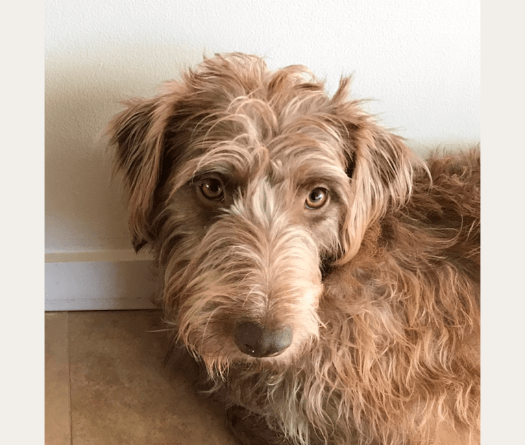 Embark Dog DNA Test Breed