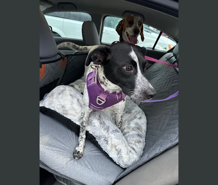Riley, an Australian Cattle Dog and American Pit Bull Terrier mix tested with EmbarkVet.com