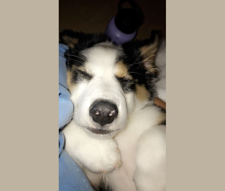 Bentley, a Chihuahua and Australian Cattle Dog mix tested with EmbarkVet.com