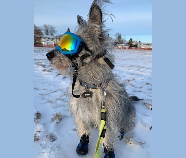 Dory, a Siberian Husky and Poodle (Small) mix tested with EmbarkVet.com