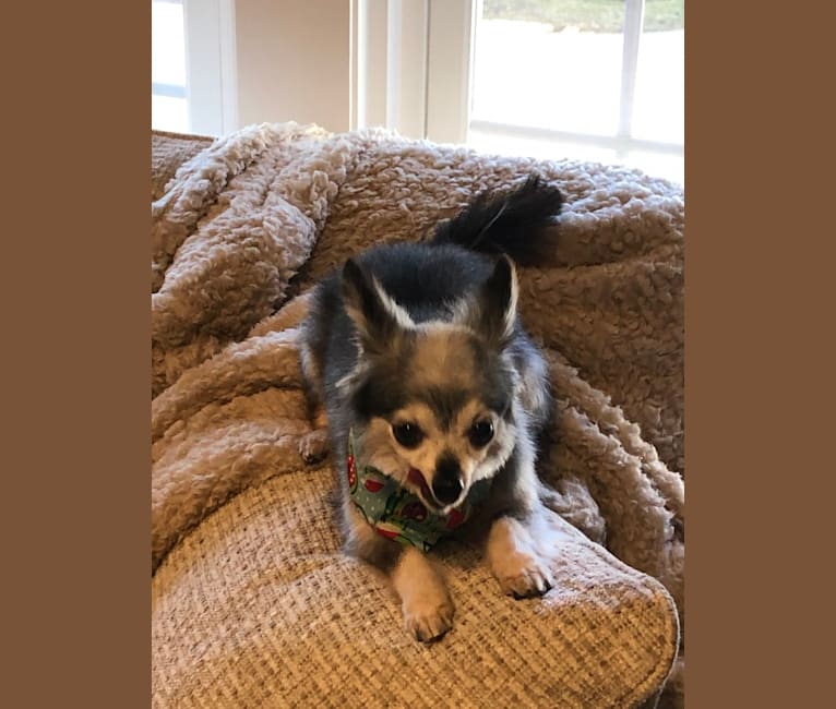 Peanut, a Chihuahua tested with EmbarkVet.com