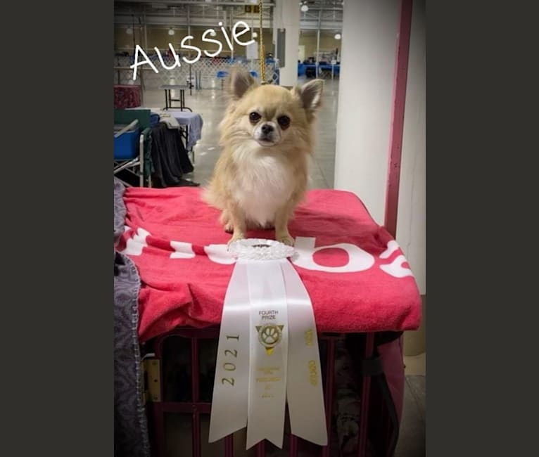 Photo of Aussie, a Chihuahua  in USA