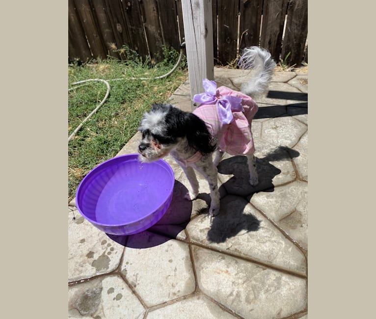 Daizy, a Chihuahua and Cocker Spaniel mix tested with EmbarkVet.com