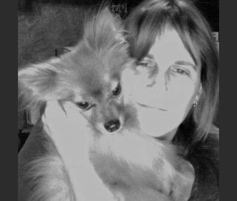 Zeke, a Pomeranian tested with EmbarkVet.com