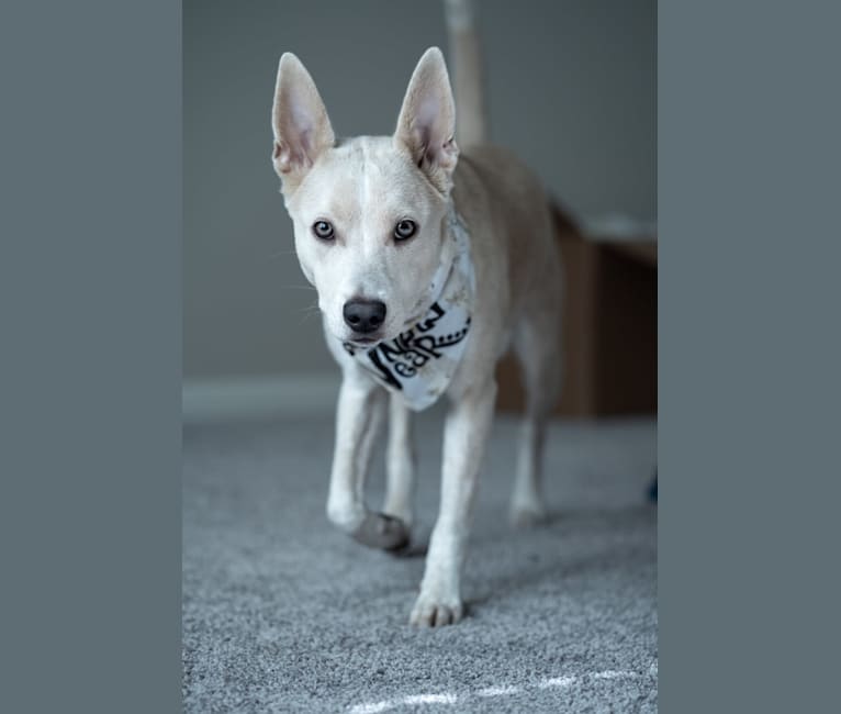 Icee, an American Pit Bull Terrier and Siberian Husky mix tested with EmbarkVet.com