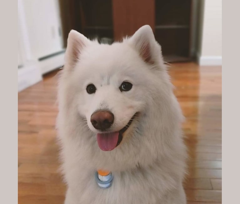 Navi, a Samoyed tested with EmbarkVet.com