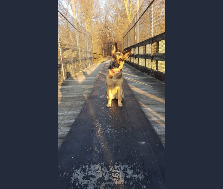 Ava Lynch, a German Shepherd Dog tested with EmbarkVet.com