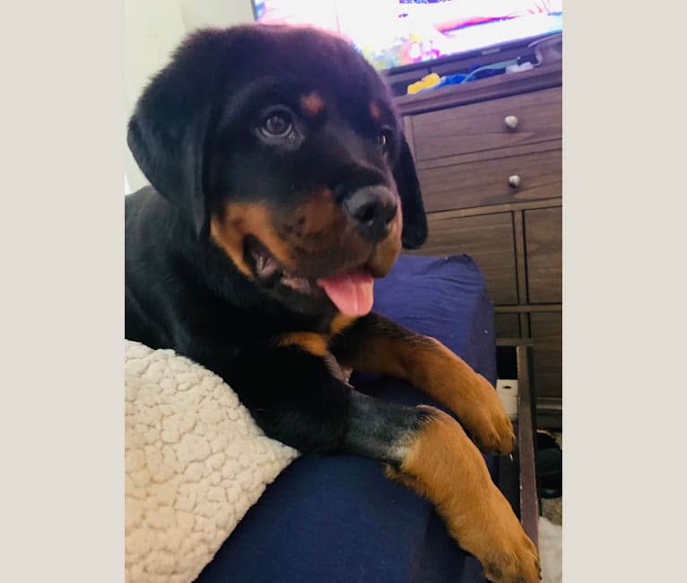 Chompy, a Rottweiler tested with EmbarkVet.com