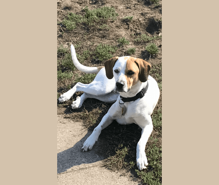 Dillon, a Great Pyrenees and Boxer mix tested with EmbarkVet.com