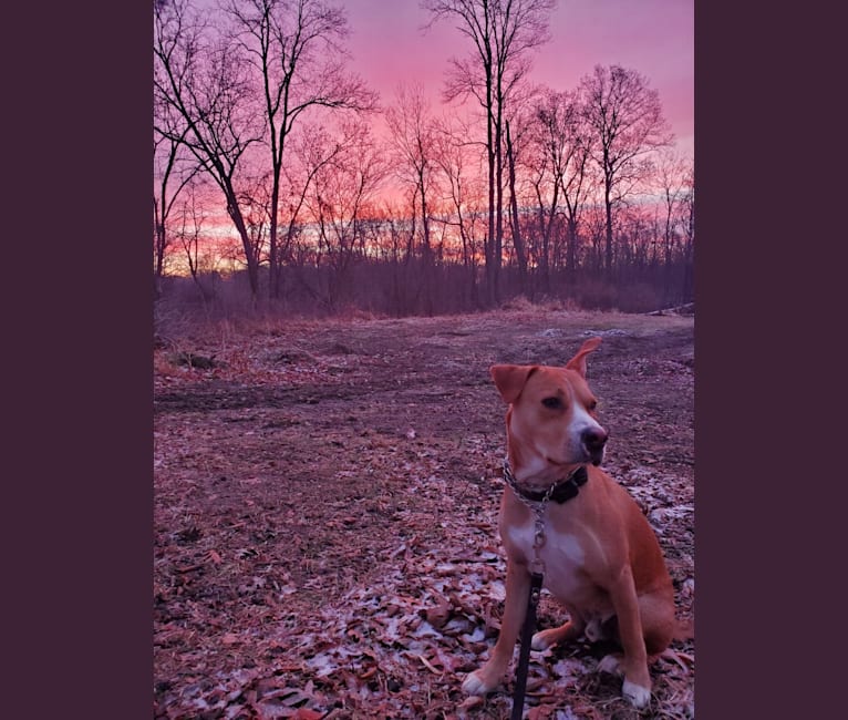 Barley, an American Pit Bull Terrier and Siberian Husky mix tested with EmbarkVet.com