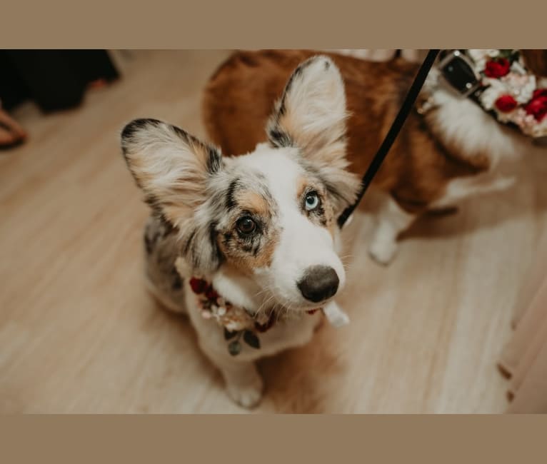 Lady Merle, a Cardigan Welsh Corgi and Pembroke Welsh Corgi mix tested with EmbarkVet.com