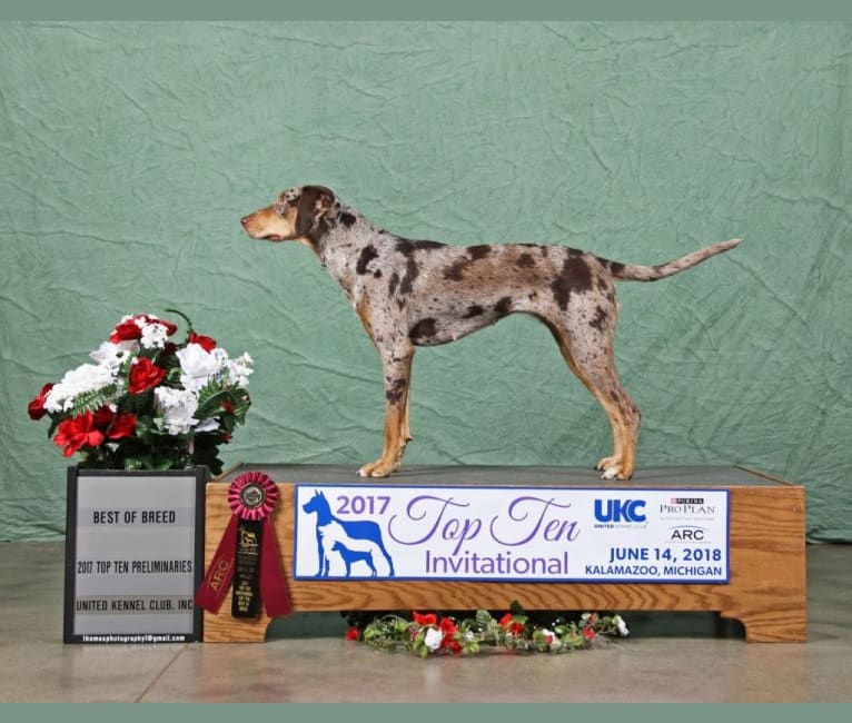 Ukc catahoula shop