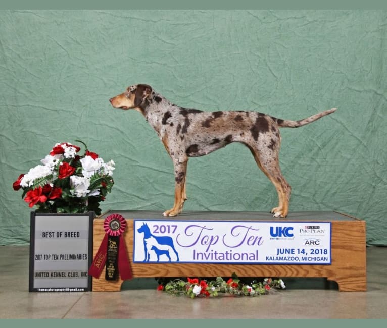 Drama, a Catahoula Leopard Dog tested with EmbarkVet.com